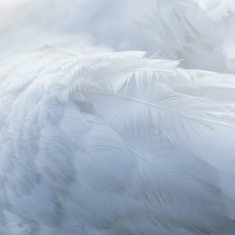 SeeYourSoul - Kristallines Bewusstsein: Makroaufnahme einer Feder